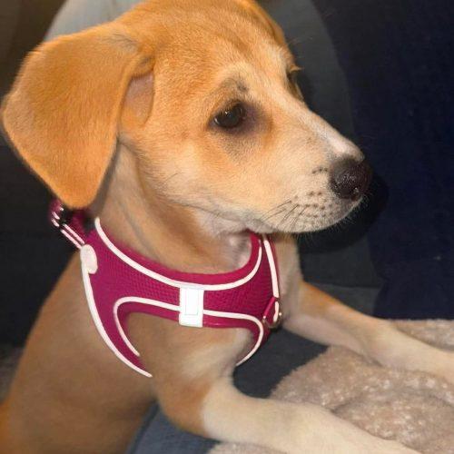 Enlarge Poppy, a Adoptable Labrador Retriever in Wilmington, NC image 6/6