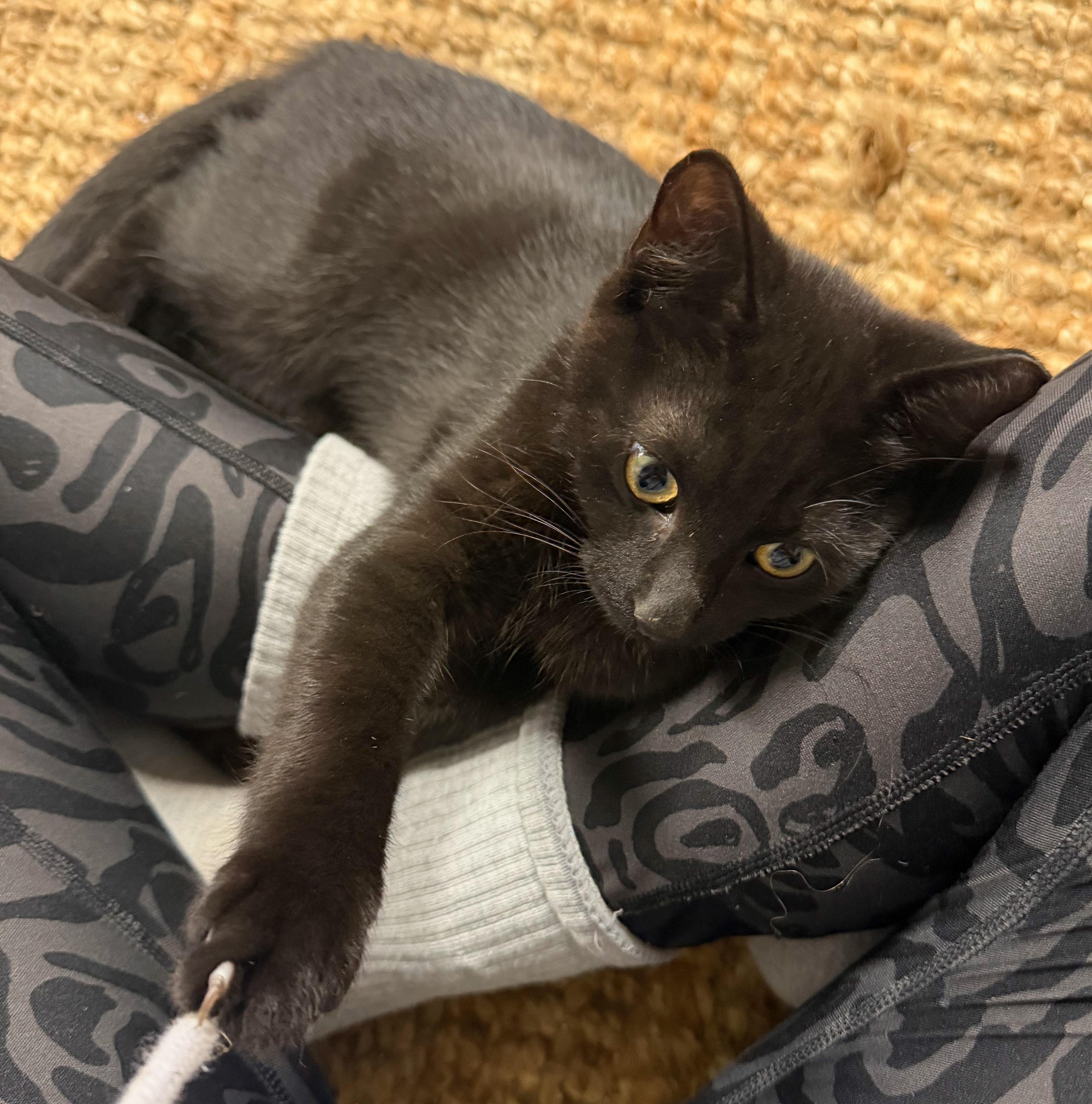 Poe, ADOPTABLE, Kitten Male American Shorthair & Russian Blue.