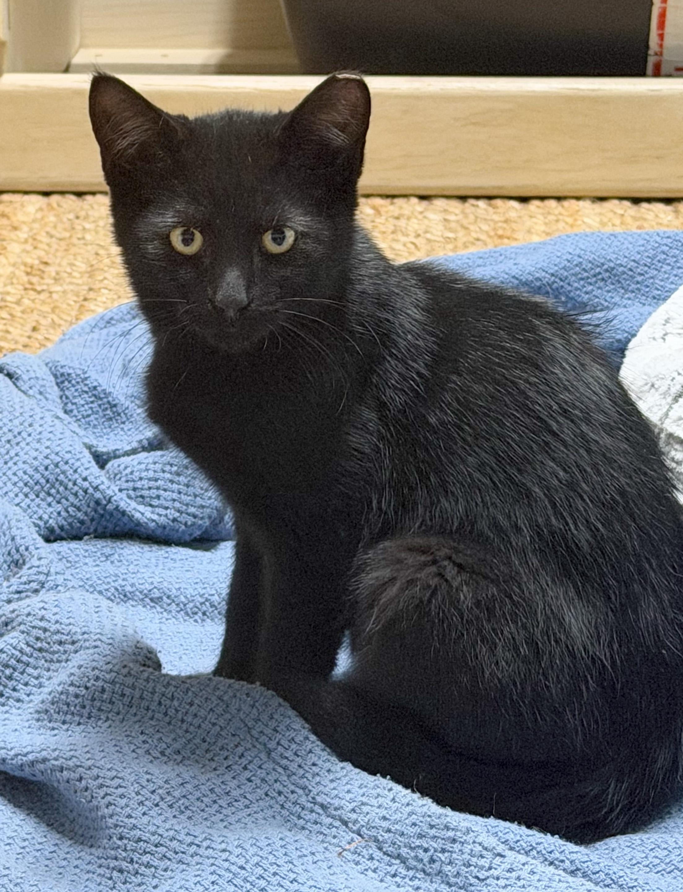 Enlarge Poe, a ADOPTABLE mixed breed in Hilton Head Island, SC image 2/3