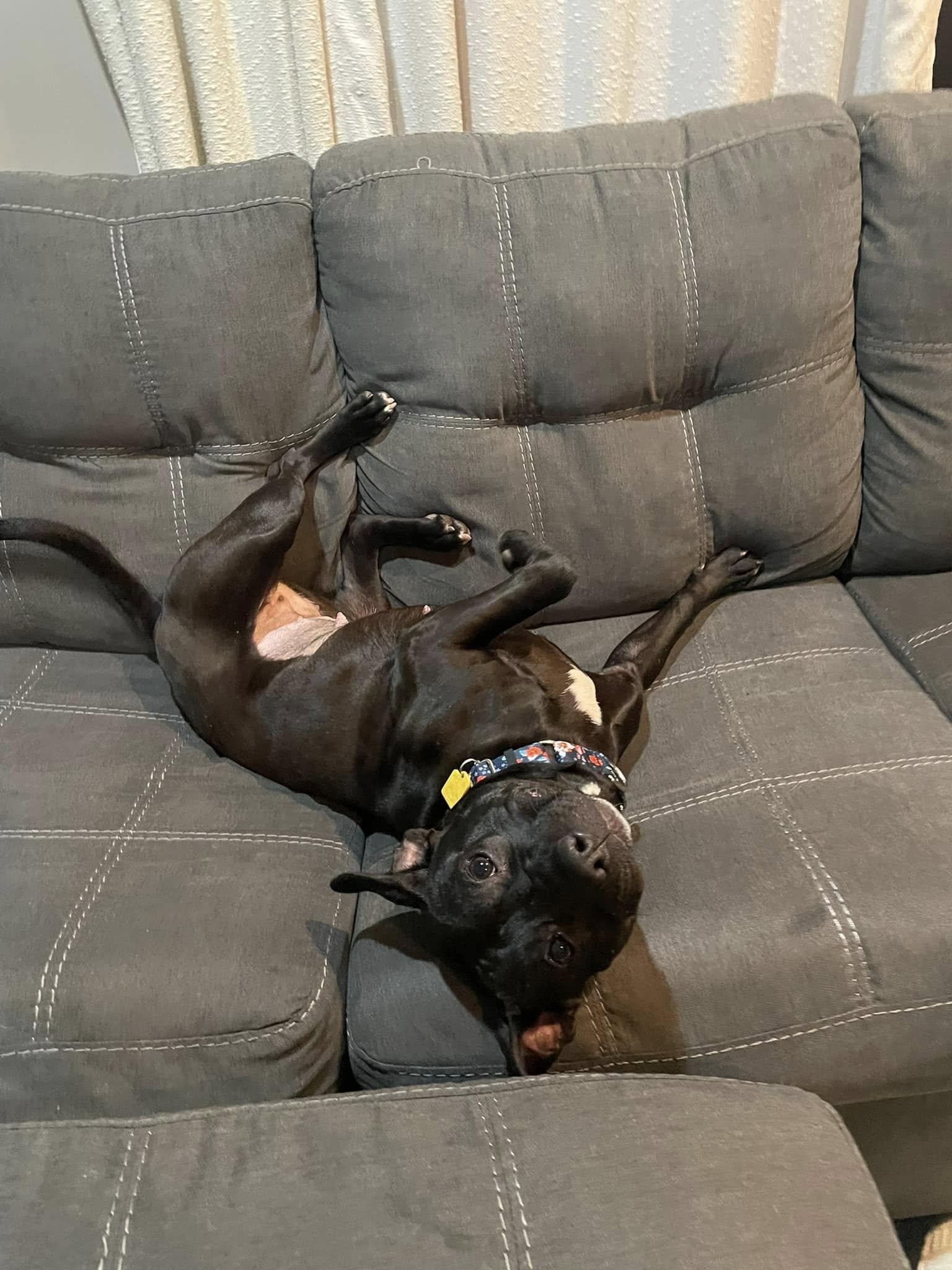 Amelia