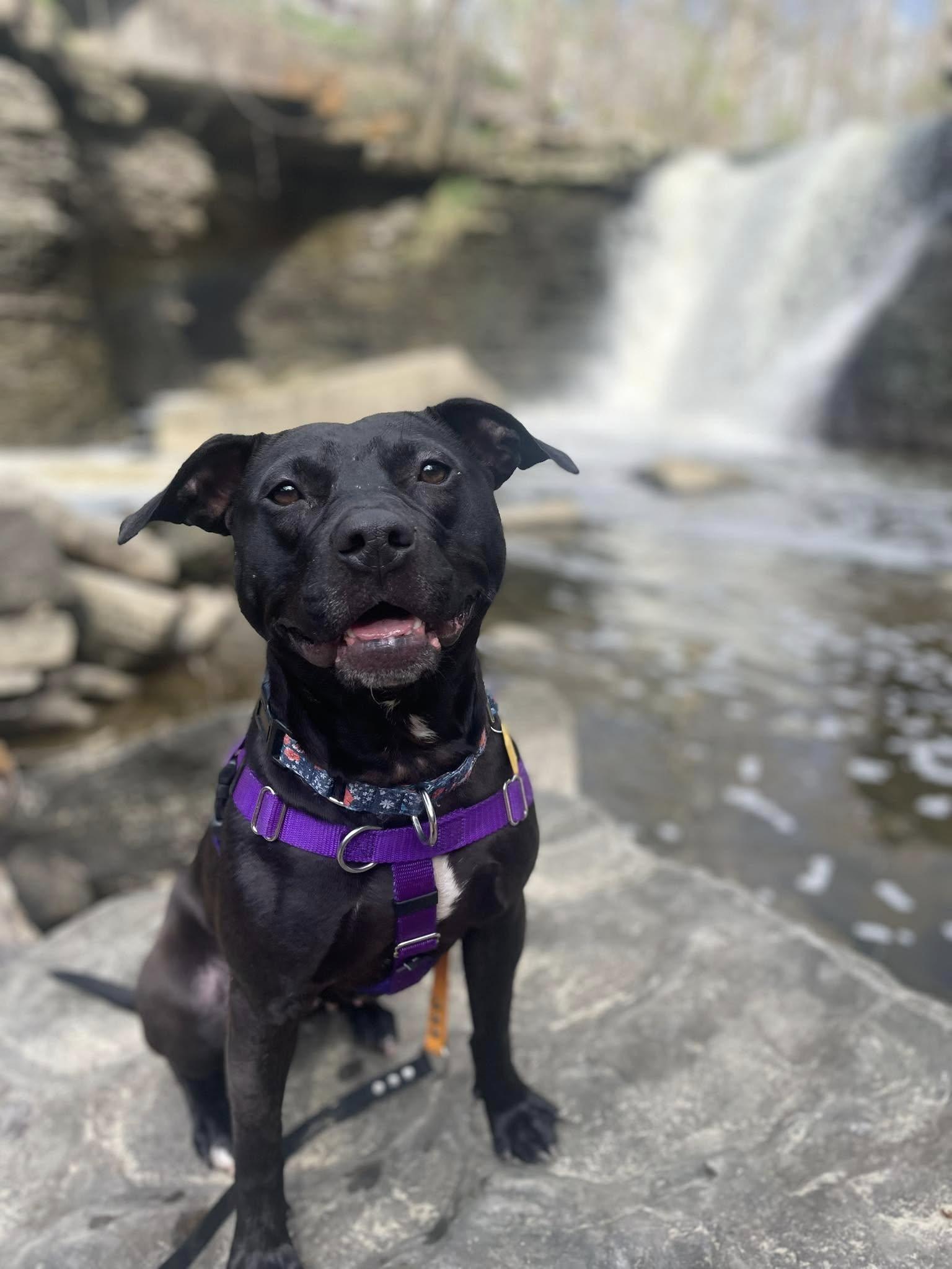 Amelia