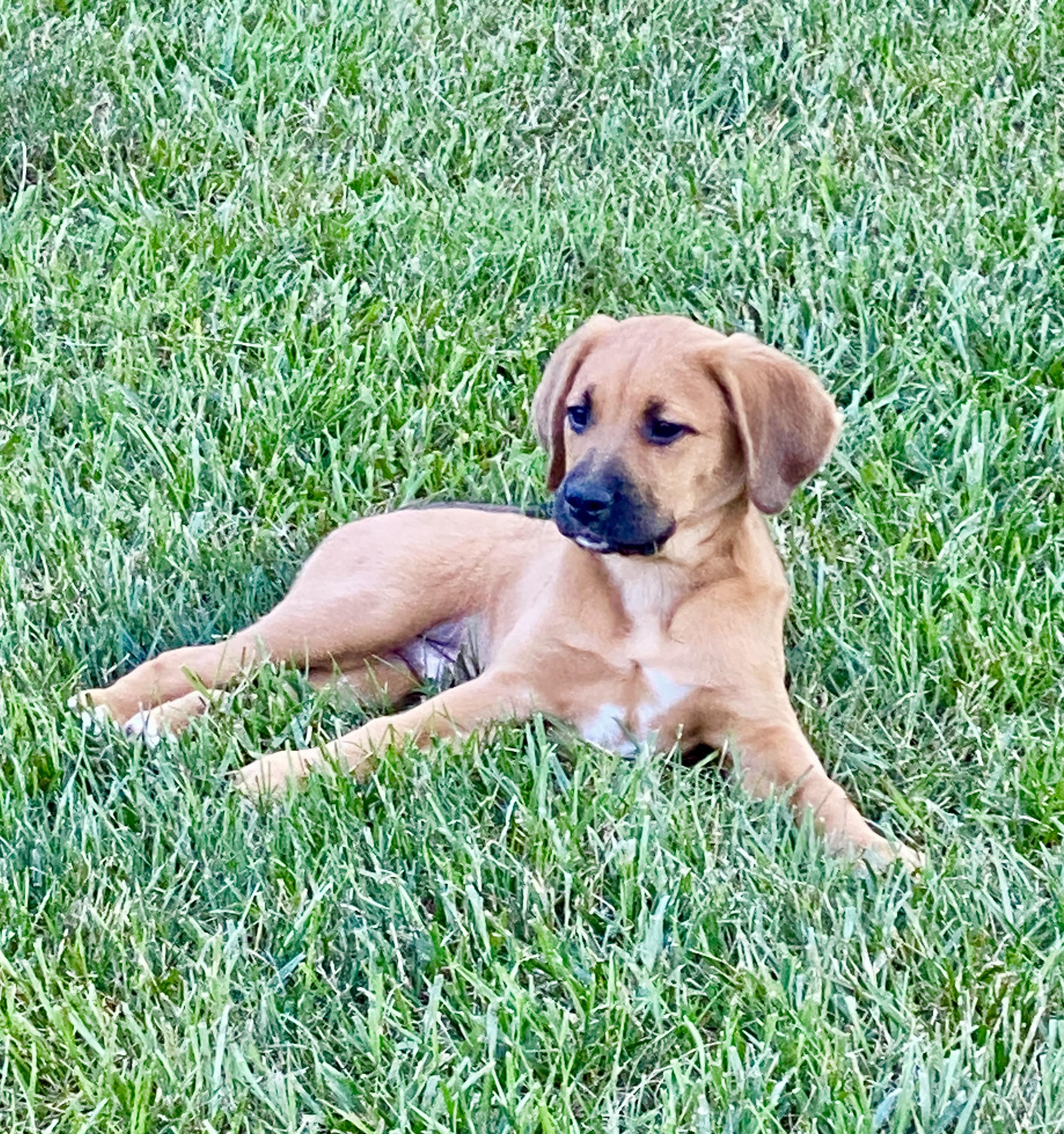 Hickory