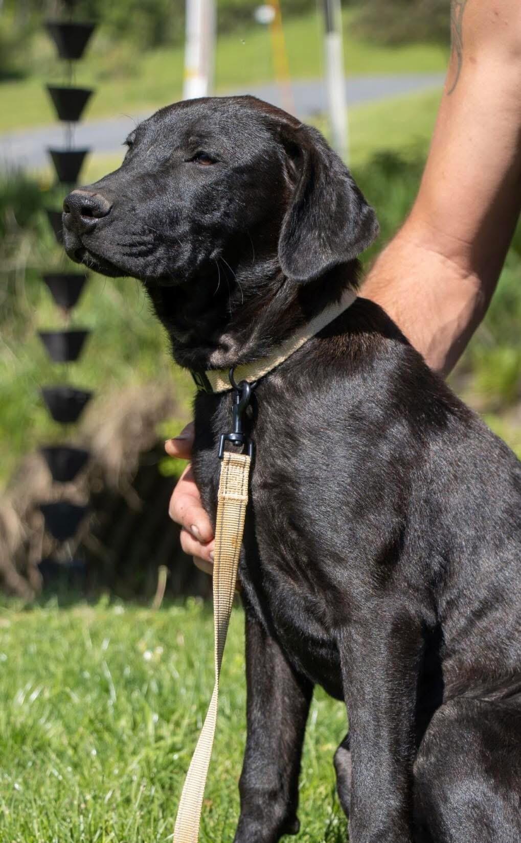Frisco, a ADOPTABLE Black Labrador Retriever in Holmen, WI image 2/6