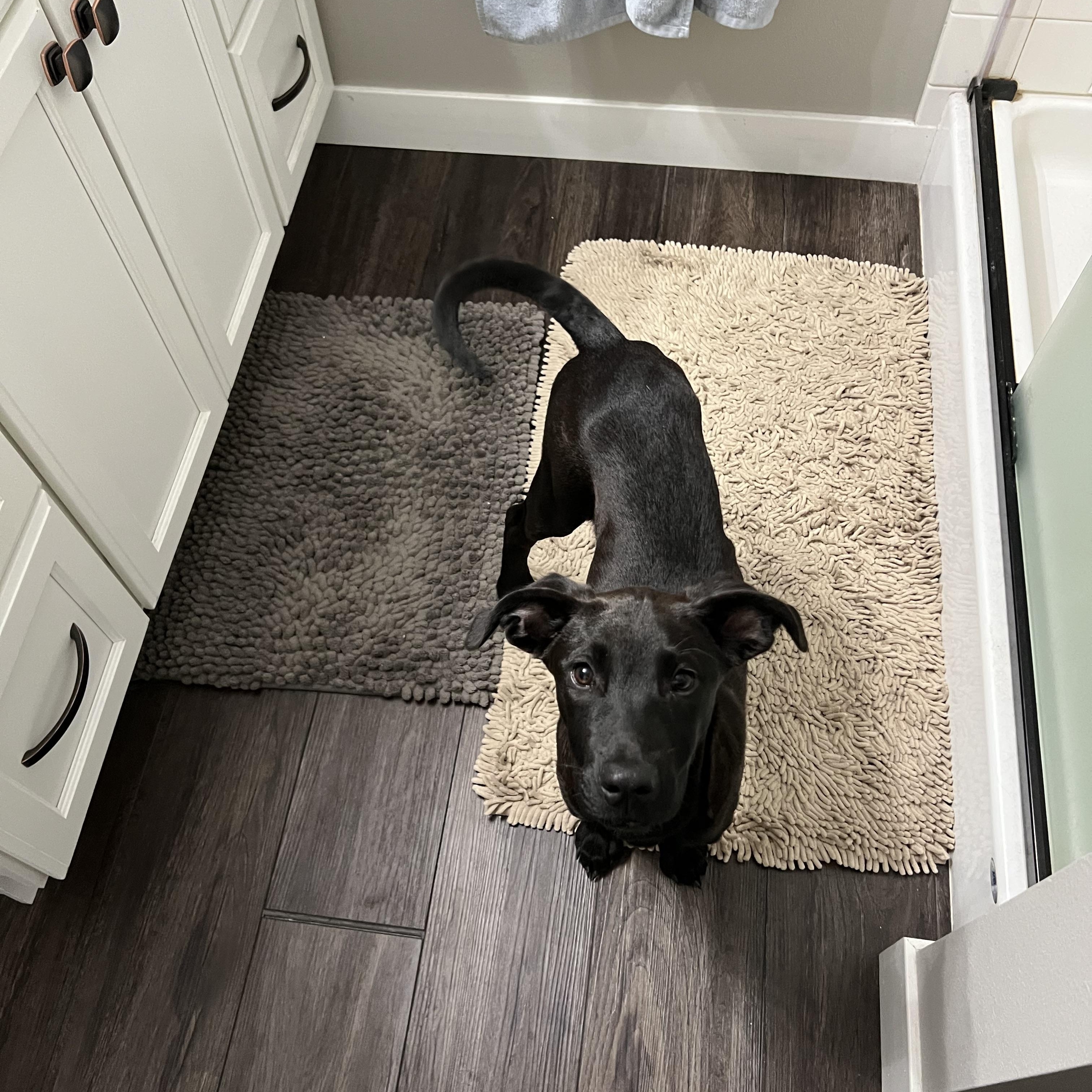Enlarge Frisco, a ADOPTABLE Black Labrador Retriever in Holmen, WI image 3/5