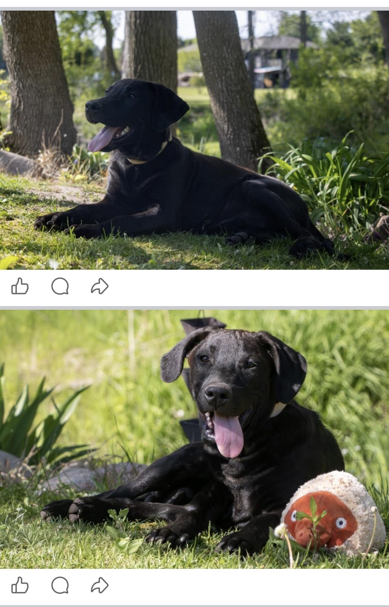 Frisco, a ADOPTABLE Black Labrador Retriever in Holmen, WI image 6/6