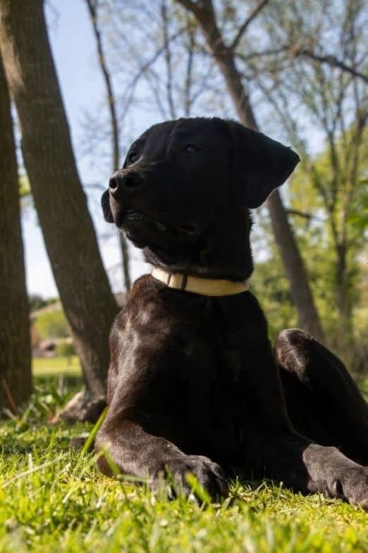 Frisco, a ADOPTABLE Black Labrador Retriever in Holmen, WI image 4/6