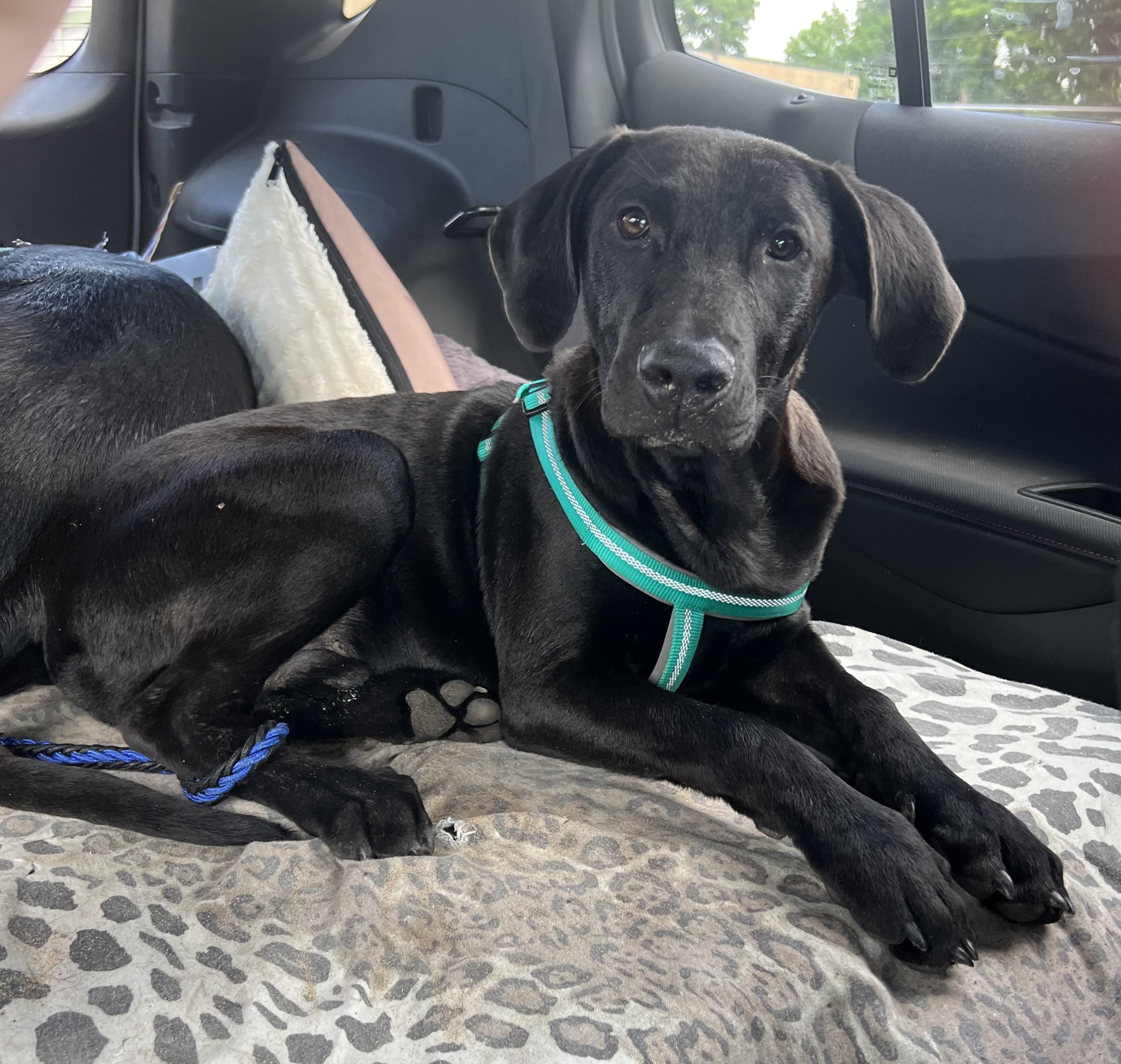 Frisco, adopted, Young Male Black Labrador Retriever.