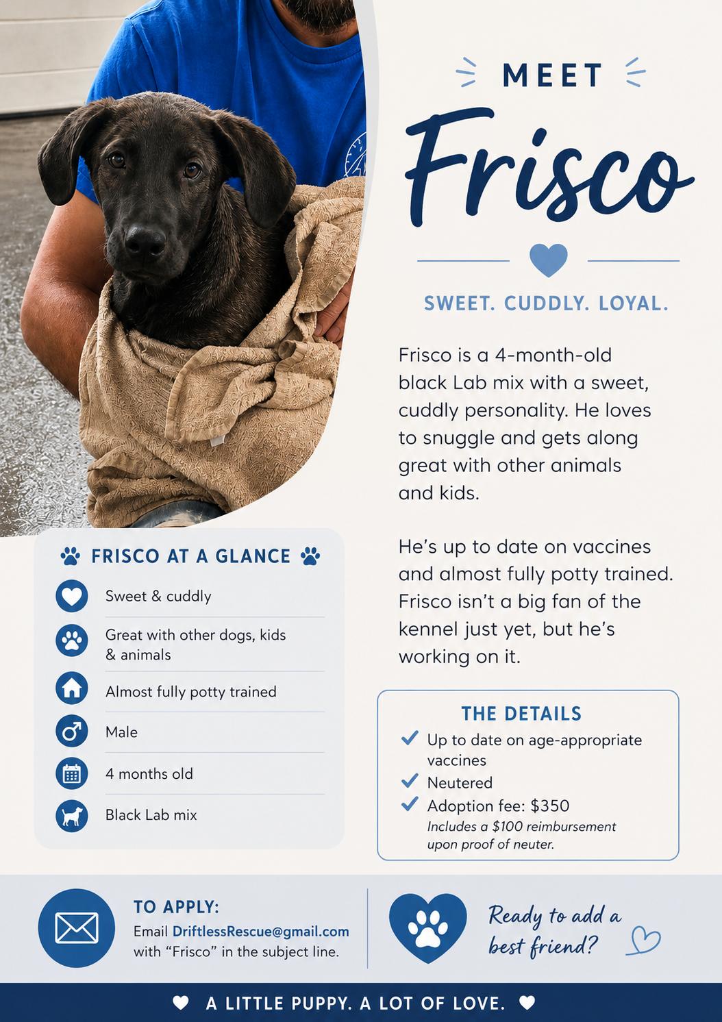 Frisco, a ADOPTABLE Black Labrador Retriever in Holmen, WI image 5/6