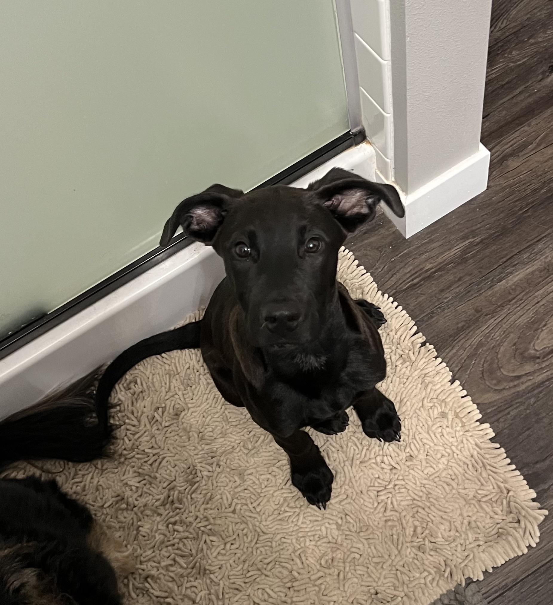 Frisco, ADOPTABLE, Puppy Male Black Labrador Retriever.