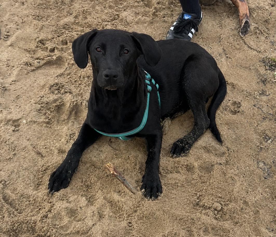 Frisco, an adopted Black Labrador Retriever in Holmen, WI image 4/5