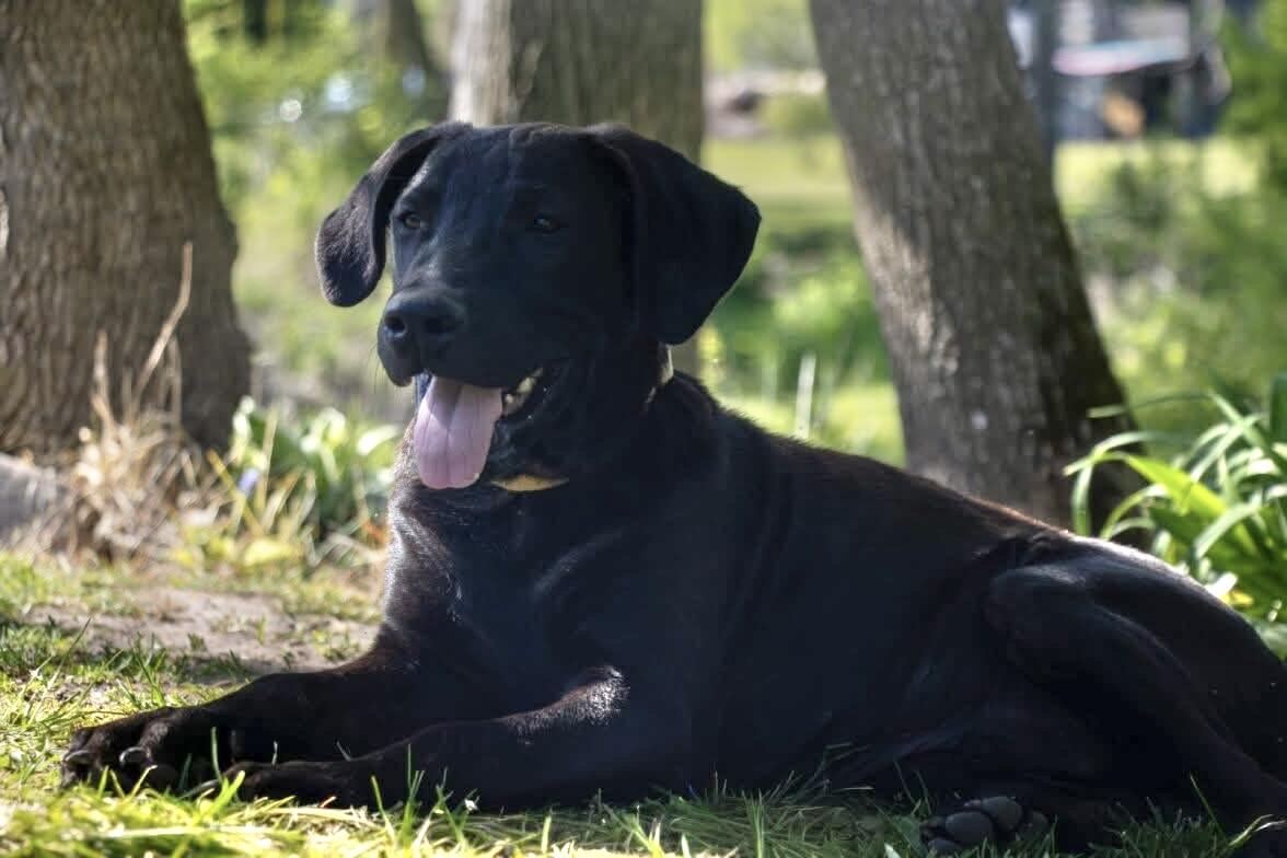 Frisco, ADOPTABLE, Young Male Black Labrador Retriever.