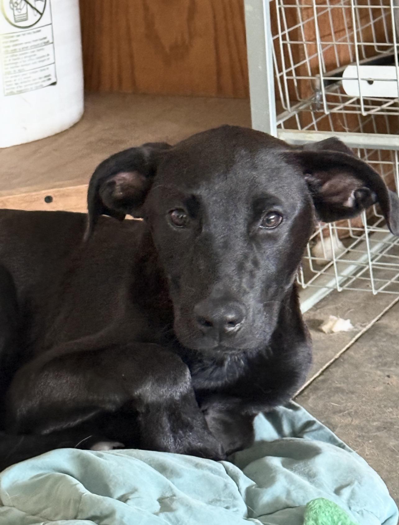 Enlarge Frisco, a ADOPTABLE Black Labrador Retriever in Holmen, WI image 5/5