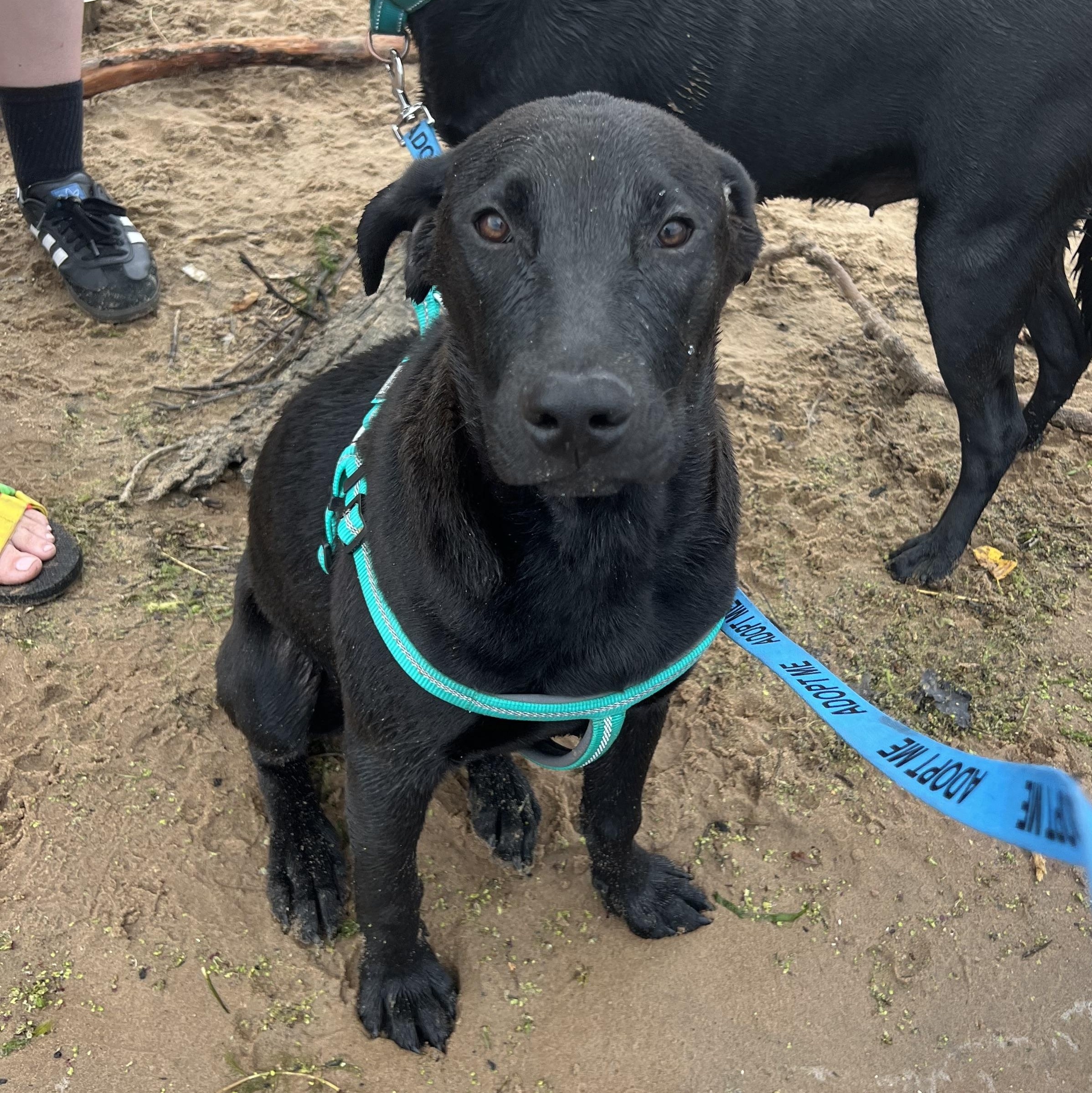Frisco, an adopted Black Labrador Retriever in Holmen, WI image 5/5
