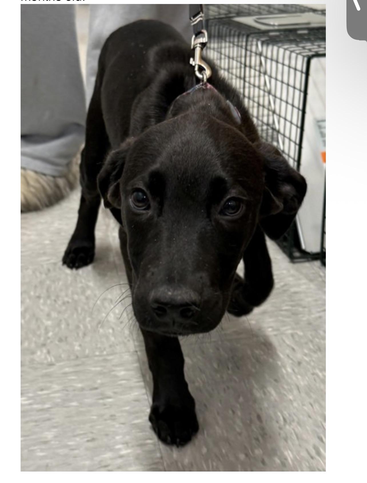 Enlarge Frisco, a ADOPTABLE Black Labrador Retriever in Holmen, WI image 2/5
