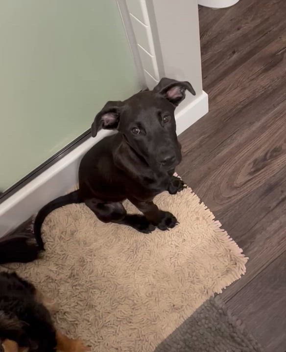 Enlarge Frisco, a ADOPTABLE Black Labrador Retriever in Holmen, WI video 4/5