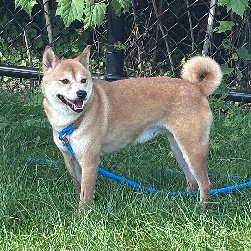 Clementine, Adoptable, Adult Female Shiba Inu.