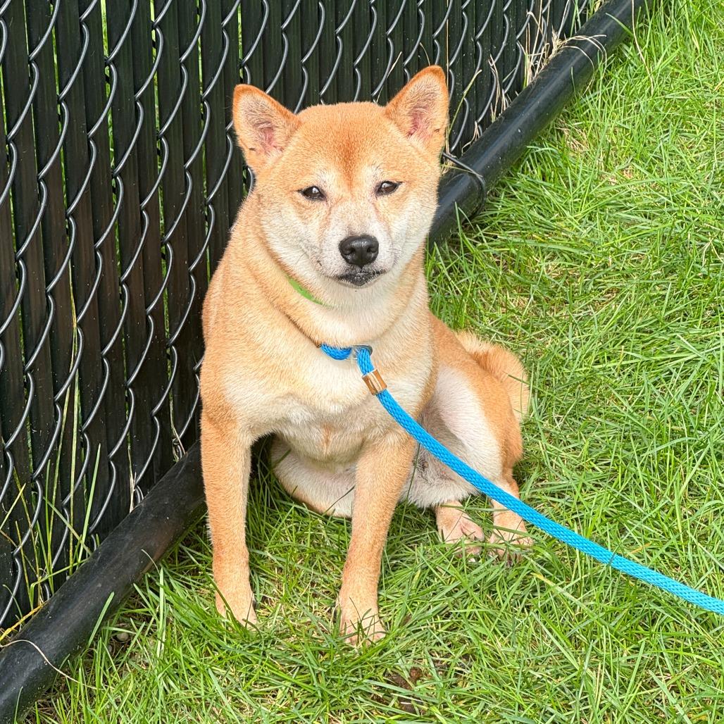 Enlarge Clementine, a Adoptable Shiba Inu in Fort Wayne, IN image 2/5