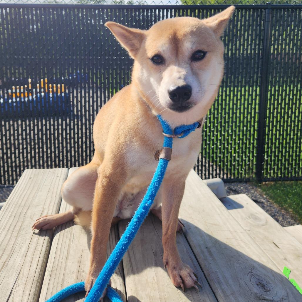 Enlarge Clementine, a Adoptable Shiba Inu in Fort Wayne, IN image 3/5