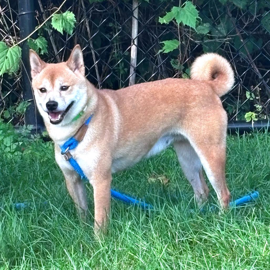 Enlarge Clementine, a Adoptable Shiba Inu in Fort Wayne, IN image 4/5