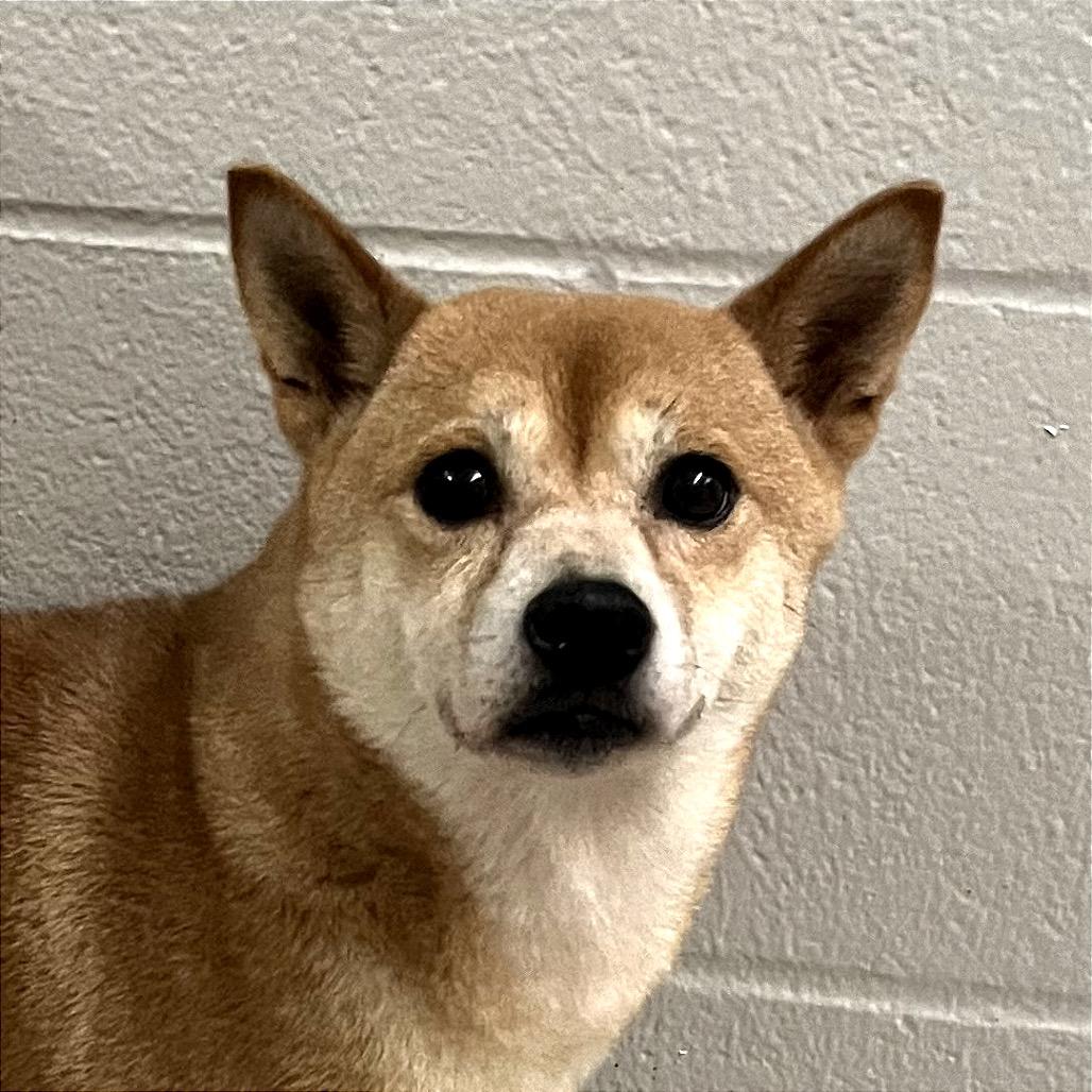 Enlarge Clementine, a Adoptable Shiba Inu in Fort Wayne, IN image 5/5