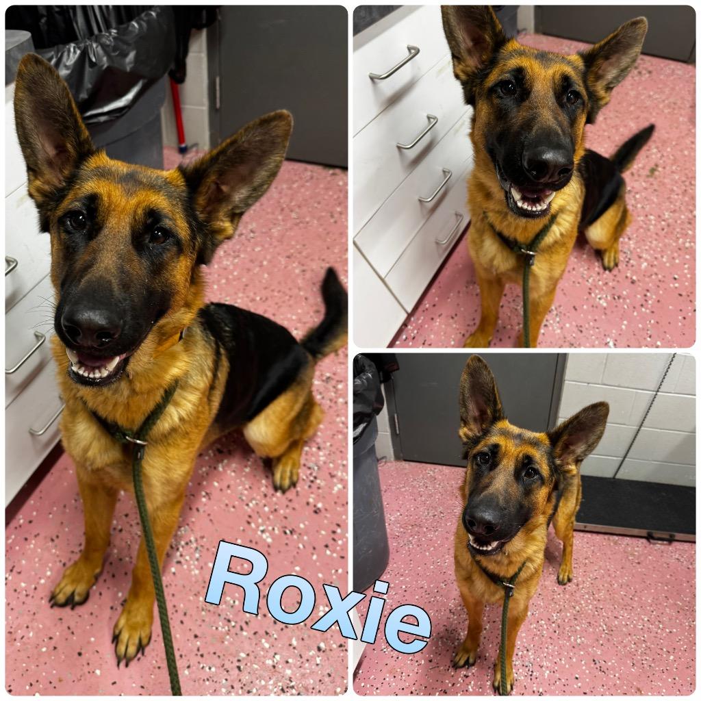 Roxie, Adoptable, Young Female German Shepherd Dog.