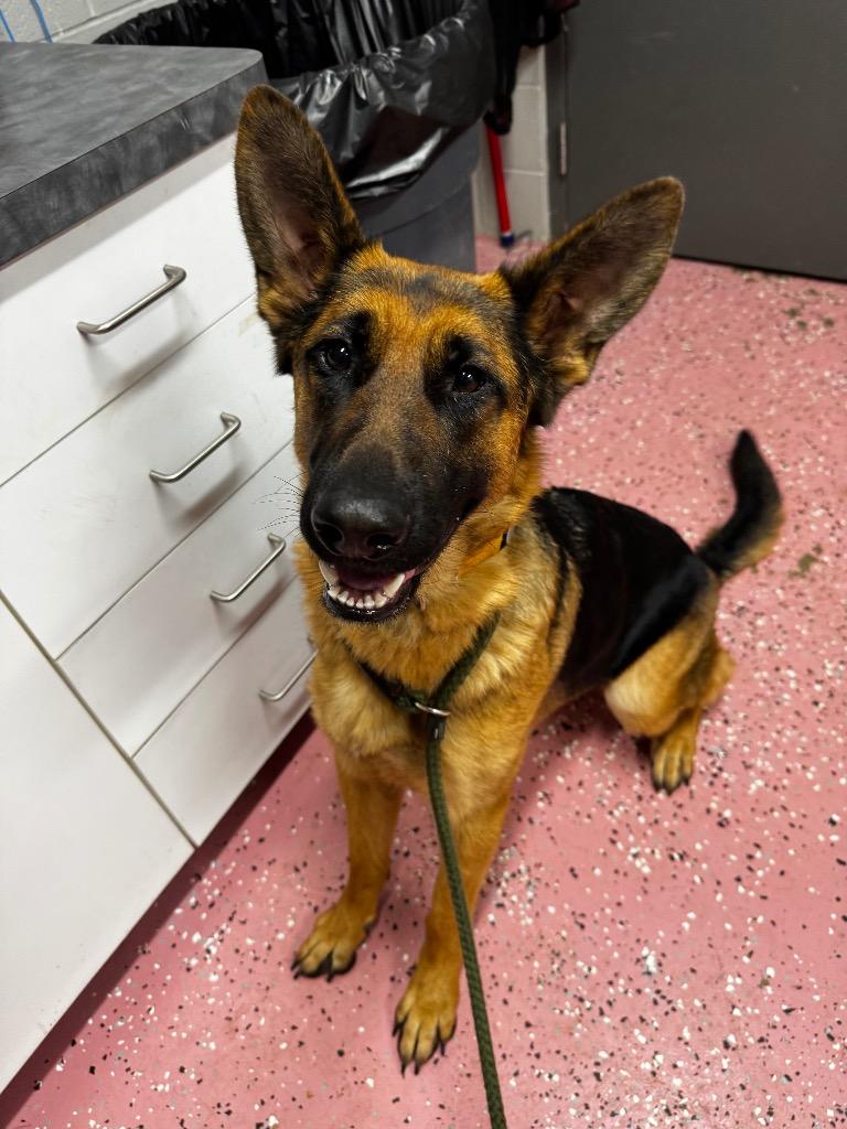 Enlarge Roxie, a Adoptable German Shepherd Dog in Pierceton, IN image 2/5