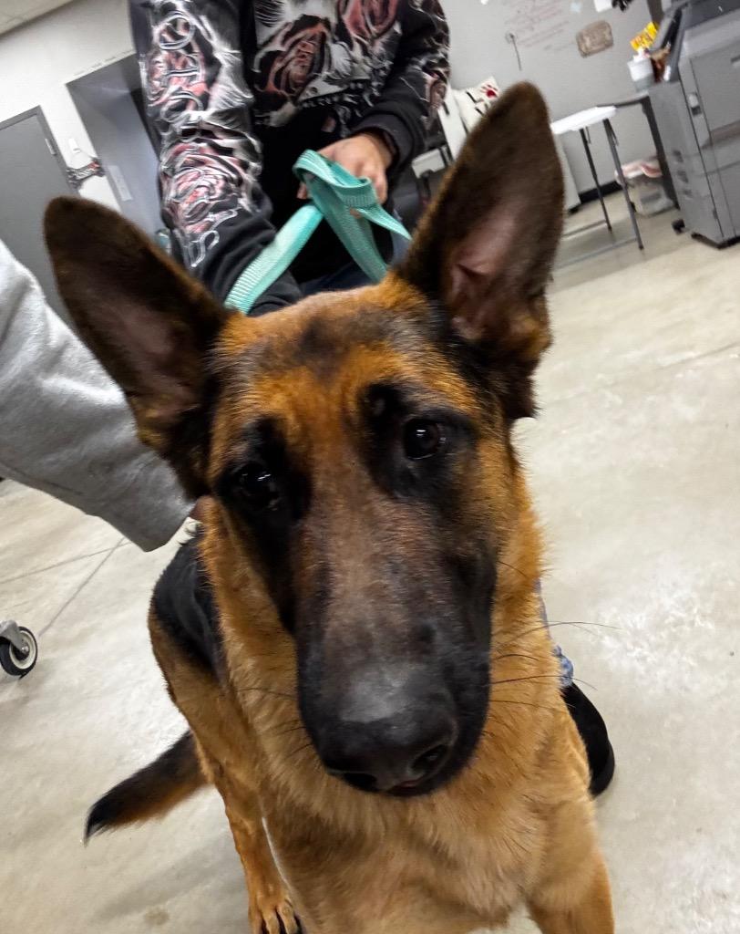 Enlarge Roxie, a Adoptable German Shepherd Dog in Pierceton, IN image 3/5