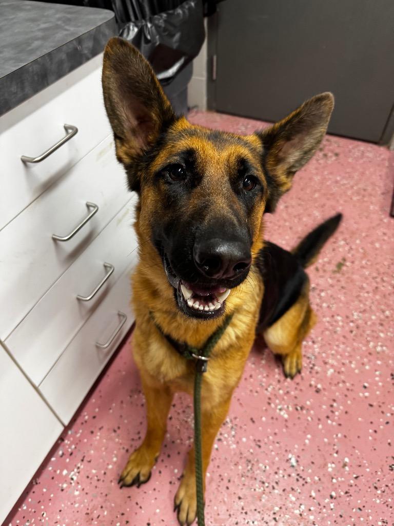 Enlarge Roxie, a Adoptable German Shepherd Dog in Pierceton, IN image 4/5