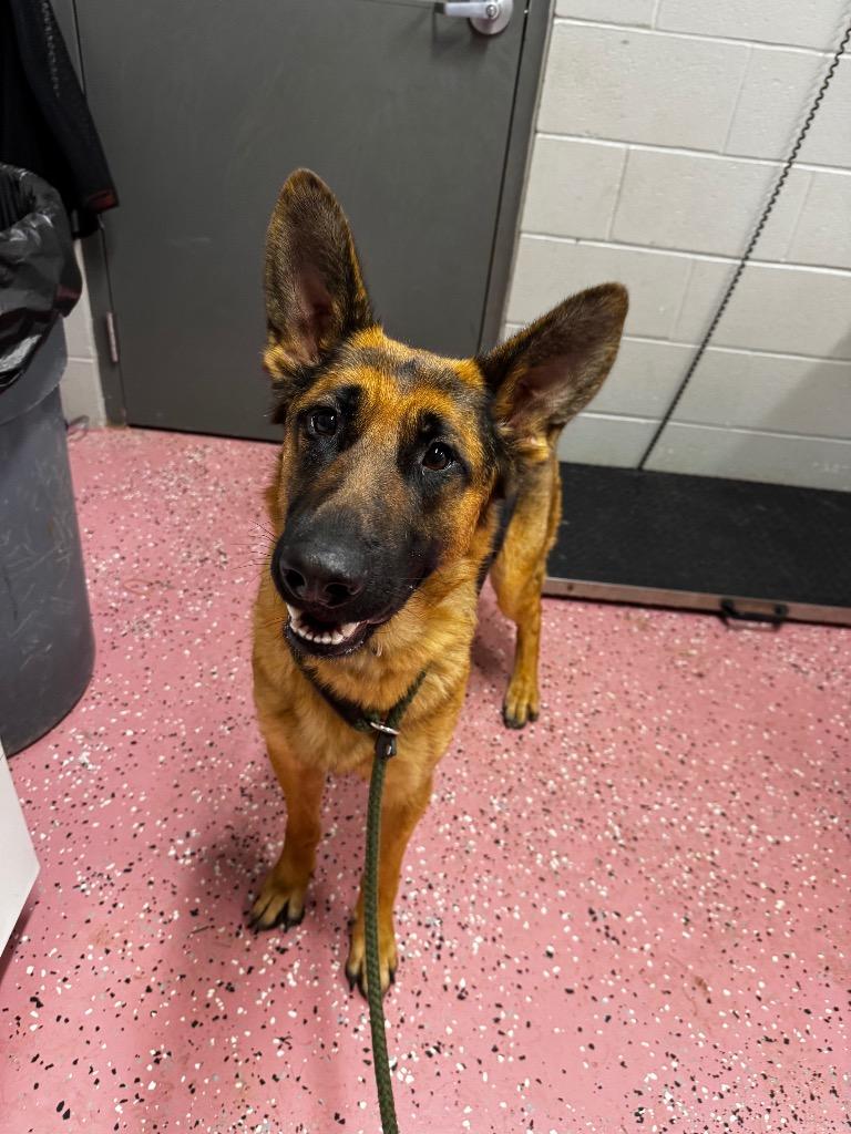Enlarge Roxie, a Adoptable German Shepherd Dog in Pierceton, IN image 5/5