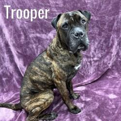 Enlarge Trooper, a ADOPTABLE mixed breed in Pleasantville, NJ image 1/1