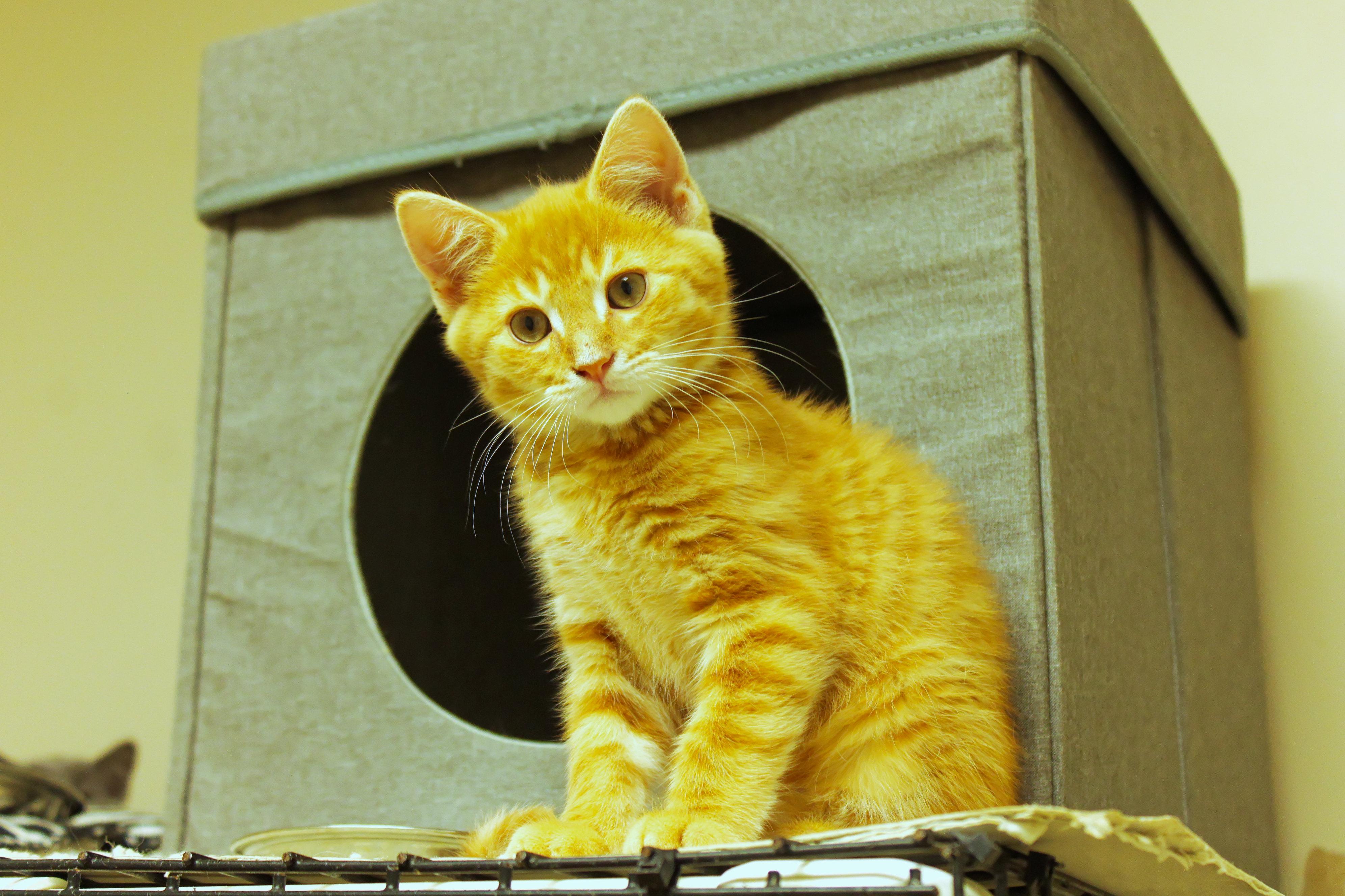 Eli, a ADOPTABLE Domestic Short Hair in Urbana, OH image 4/6