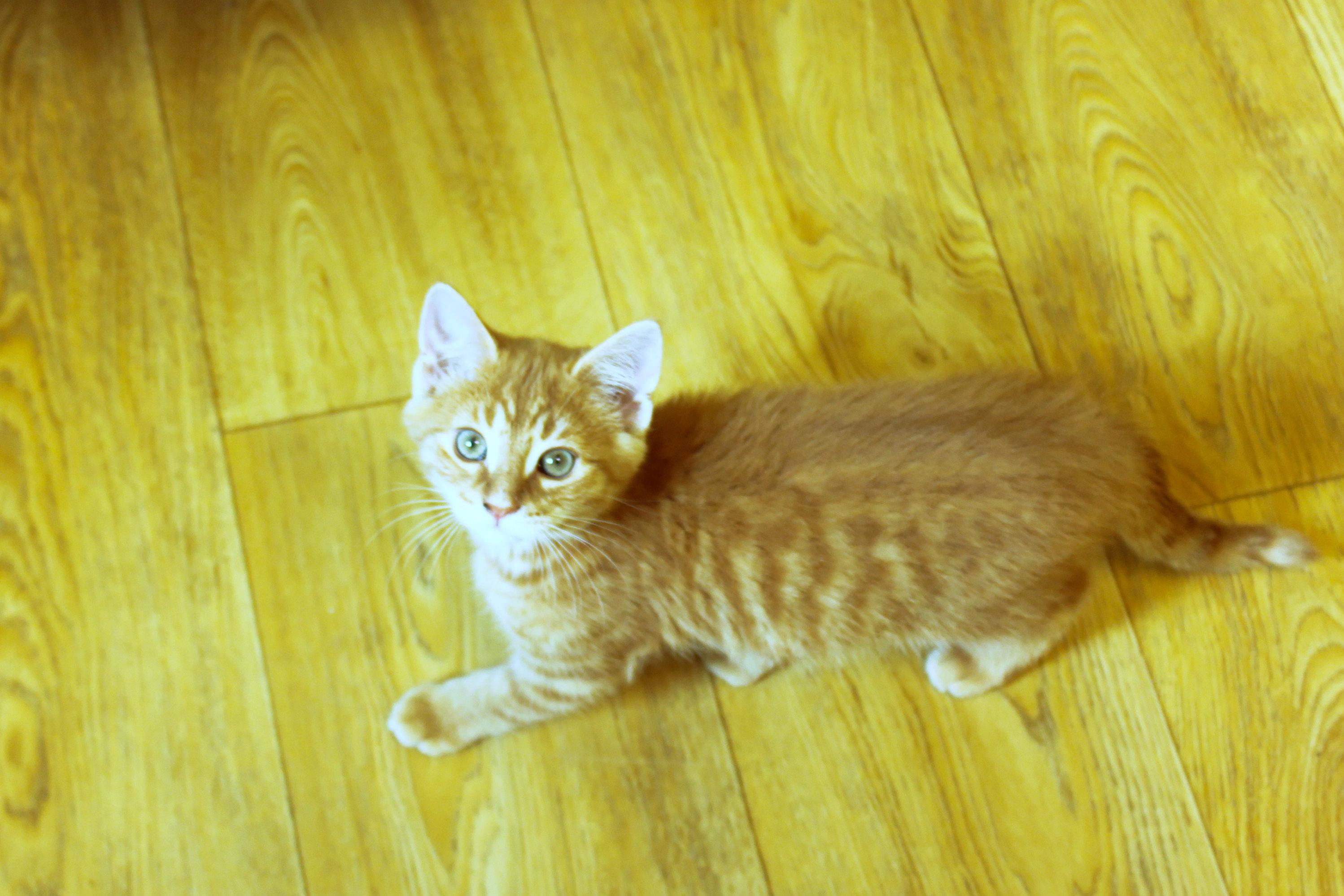 Eli, a ADOPTABLE Domestic Short Hair in Urbana, OH image 6/6