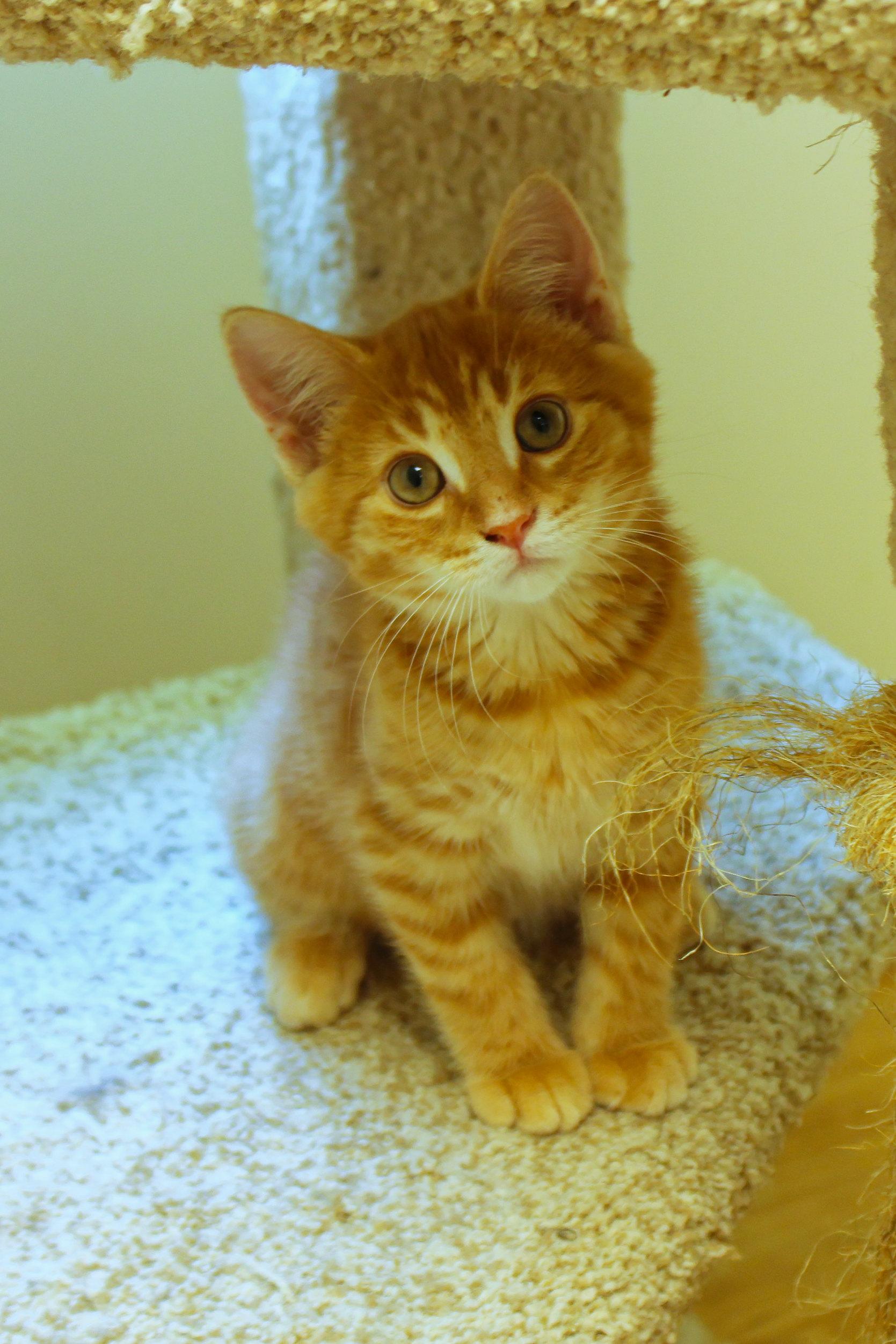 Eli, a ADOPTABLE Domestic Short Hair in Urbana, OH image 5/6