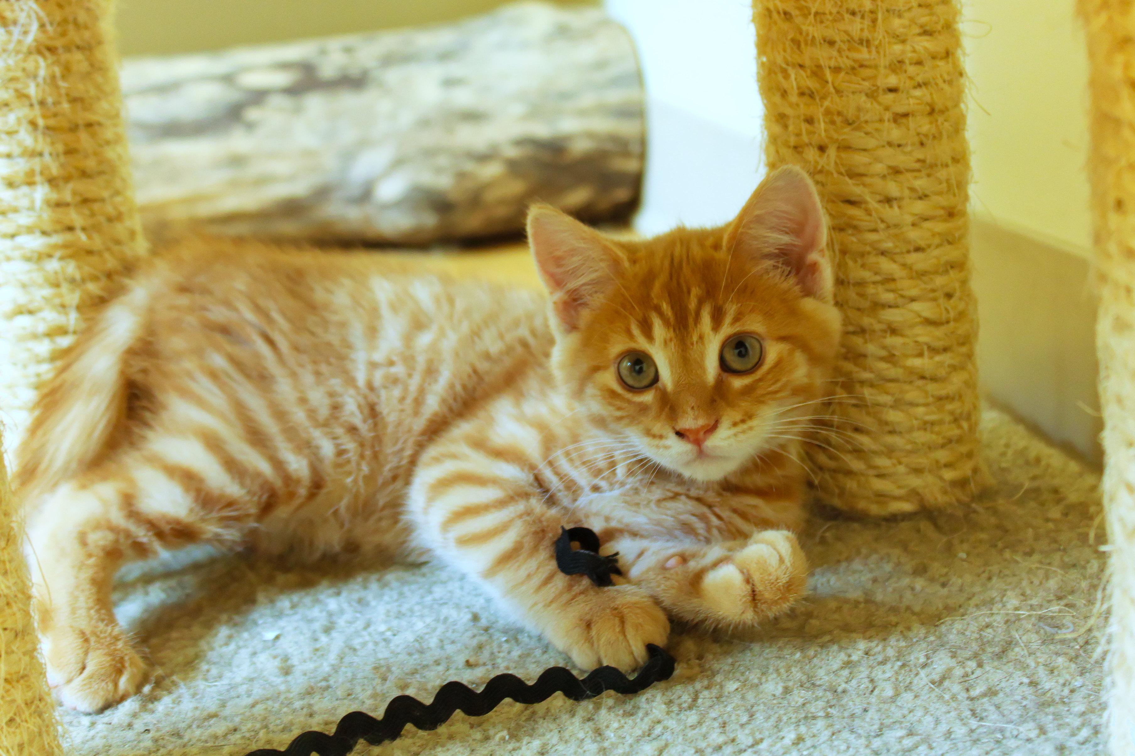 Eli, a ADOPTABLE Domestic Short Hair in Urbana, OH image 2/6