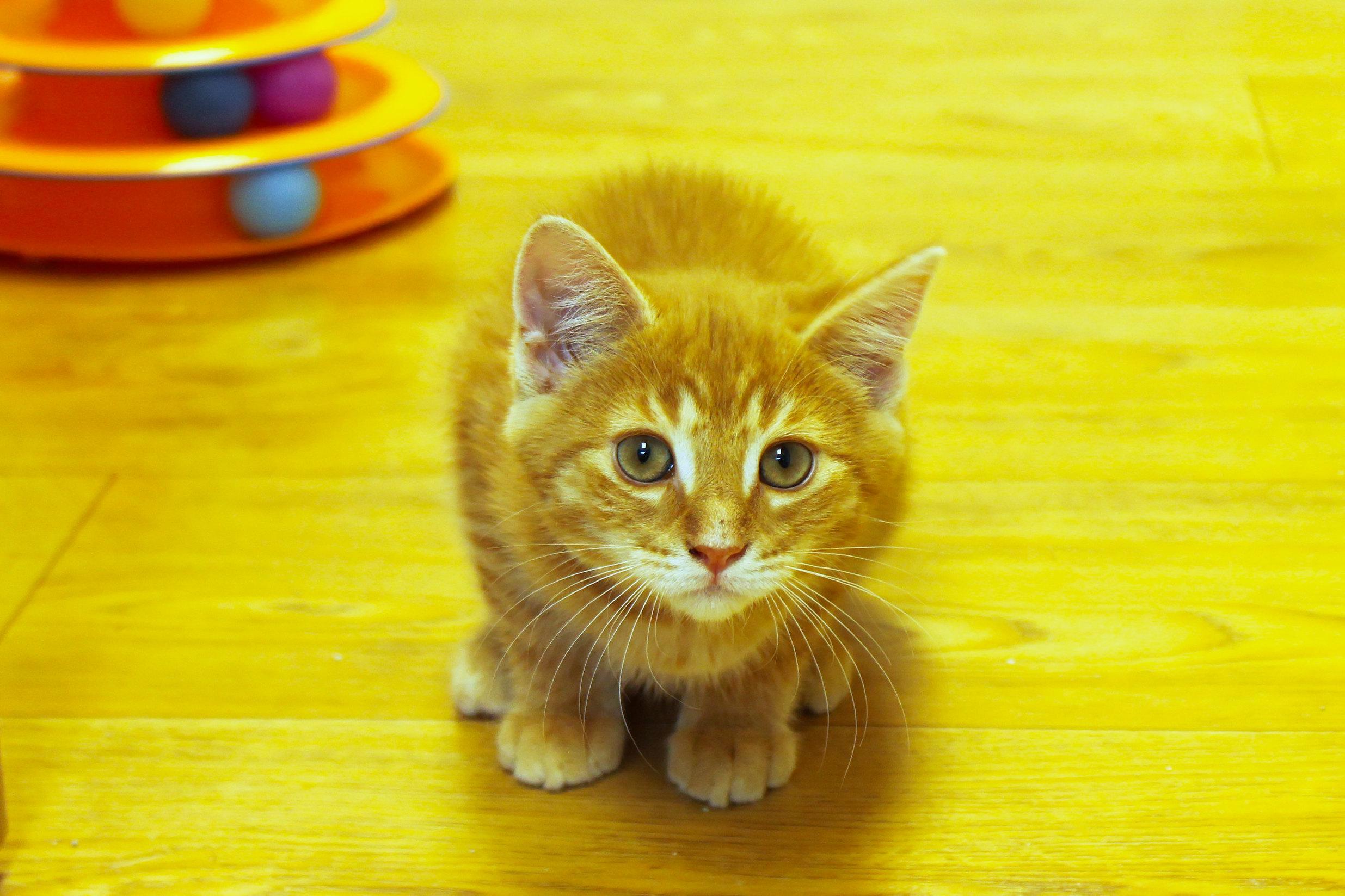 Eli, a ADOPTABLE Domestic Short Hair in Urbana, OH image 3/6