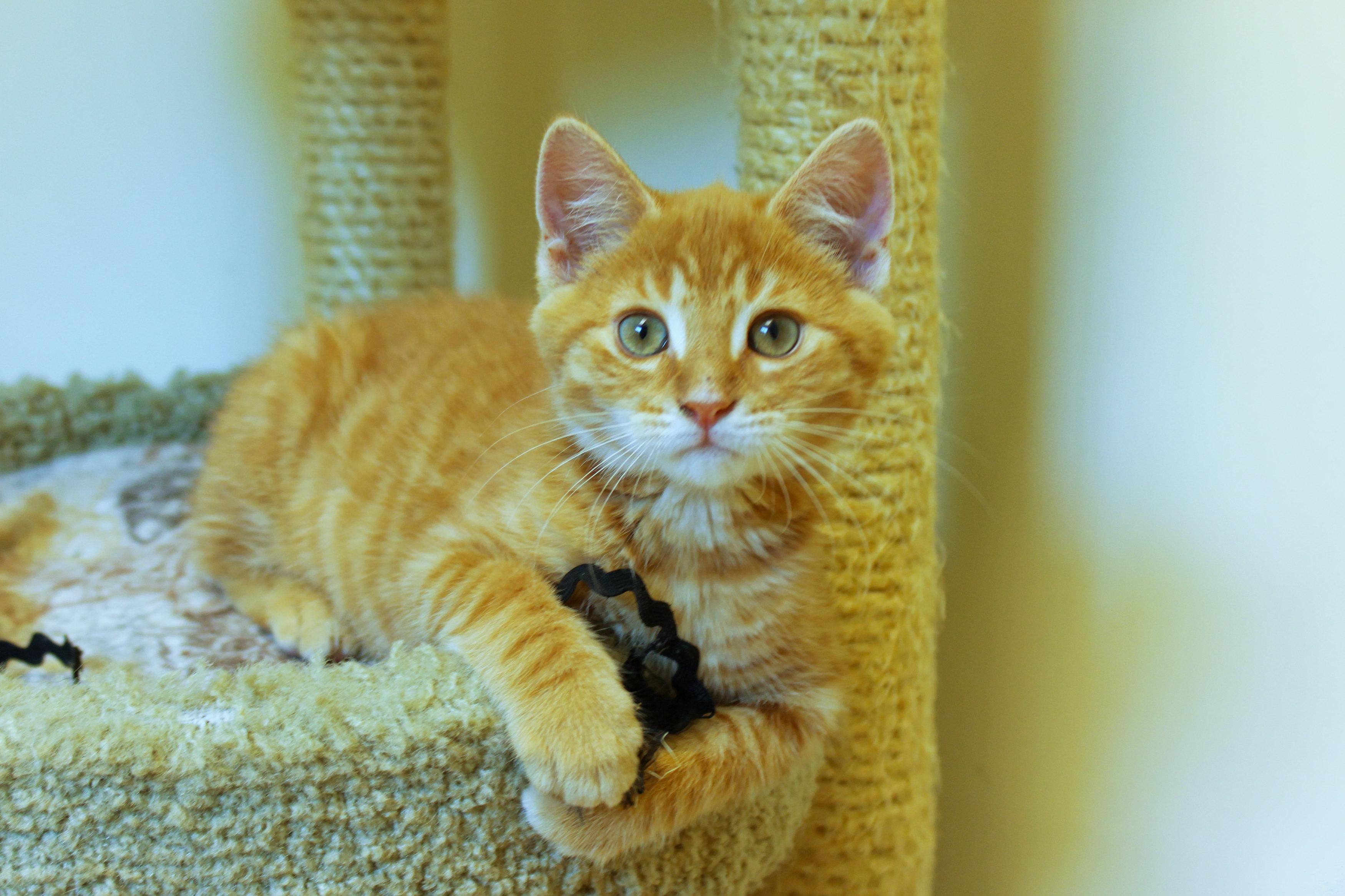 Eli, a ADOPTABLE Domestic Short Hair in Urbana, OH image 1/6
