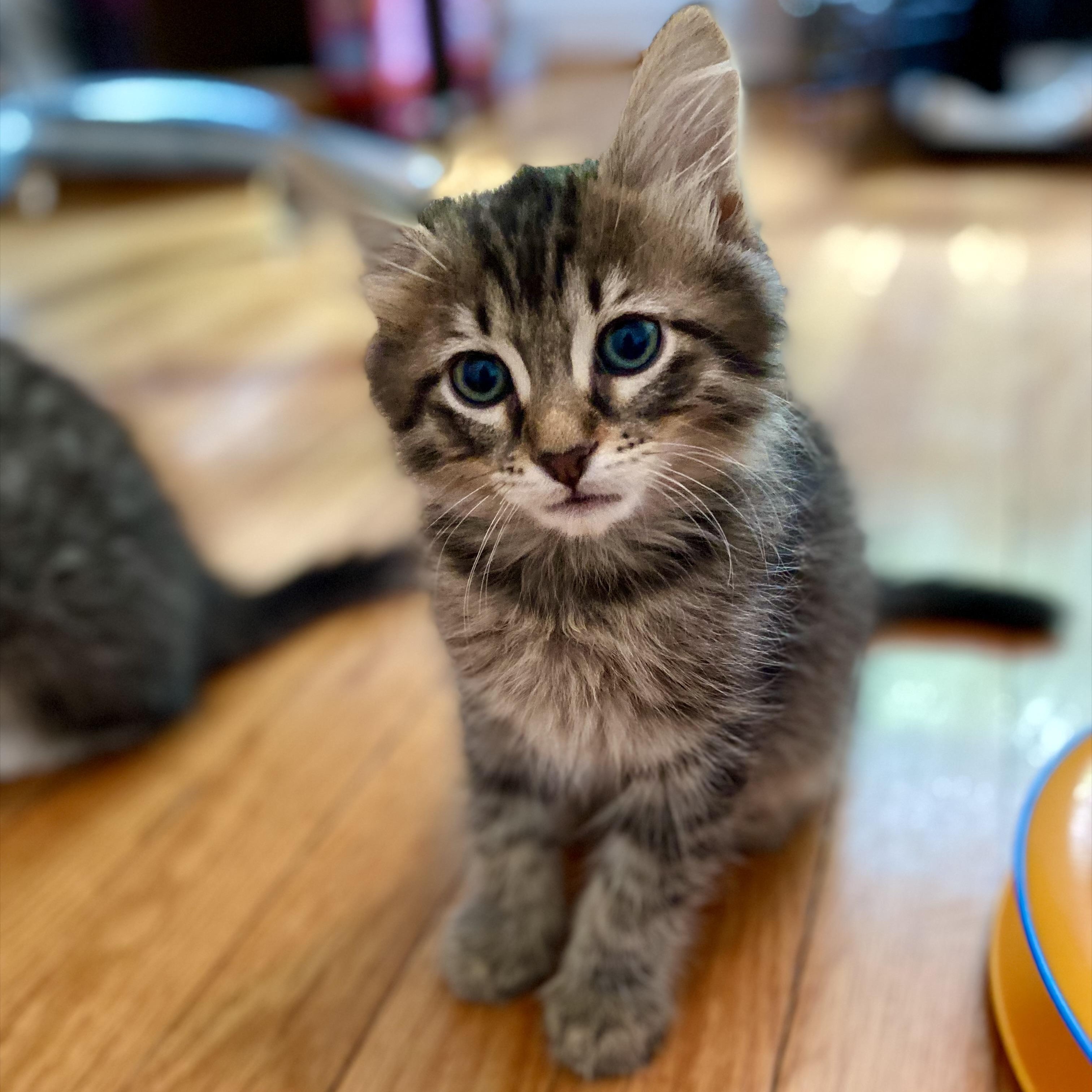 Darrius, a Adoptable Domestic Long Hair in Alexandria, VA image 1/6