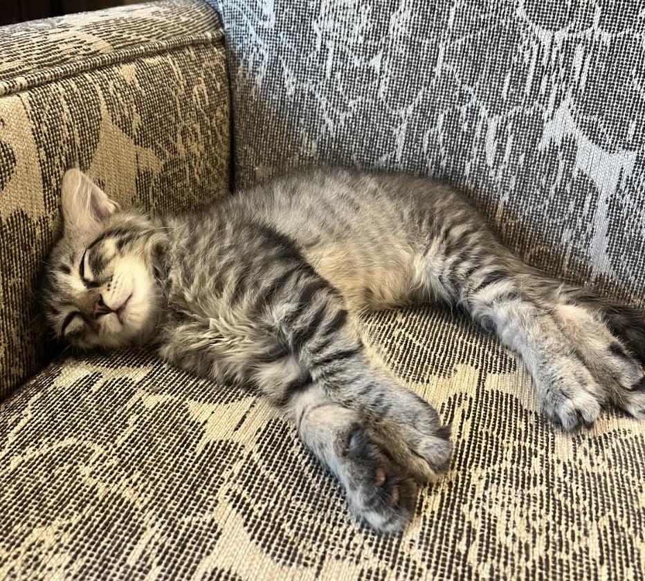 Darrius, a Adoptable Domestic Long Hair in Alexandria, VA image 6/6