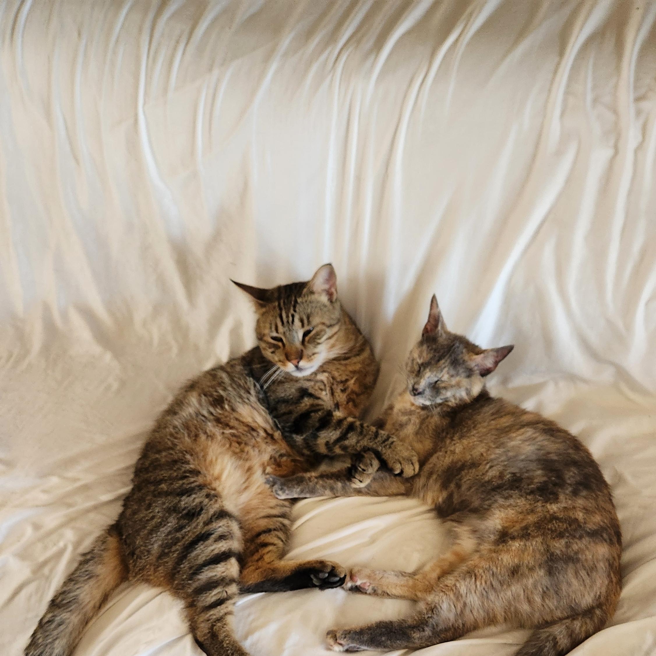 Enlarge Facundo (IN CALIFORNIA BONDED TO TINKY TANK), a Adopted mixed breed in New York, NY image 4/4