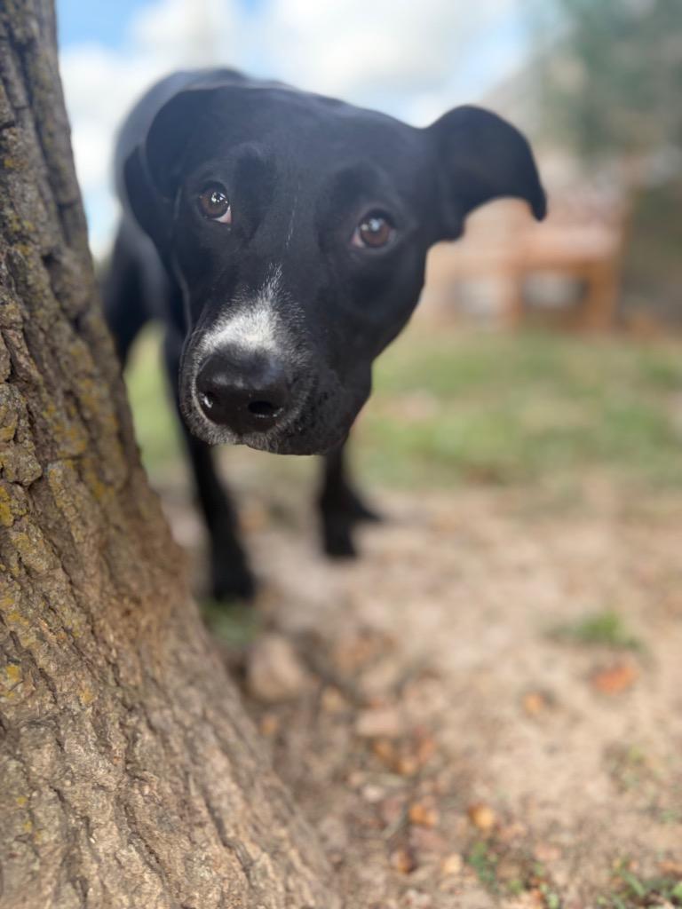 Athena, Adoptable, Puppy Female Pit Bull Terrier & Mixed Breed.