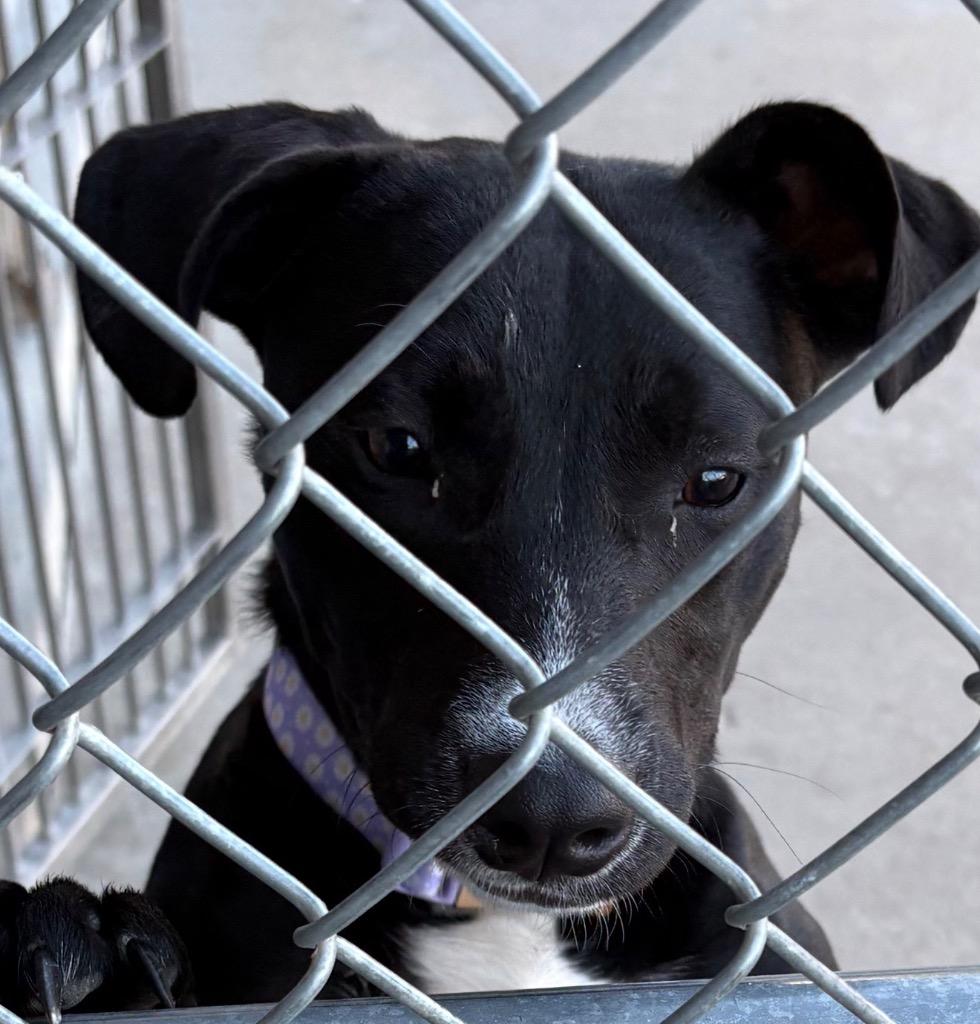 Enlarge Athena, a Adoptable mixed breed in Neosho, MO image 2/6