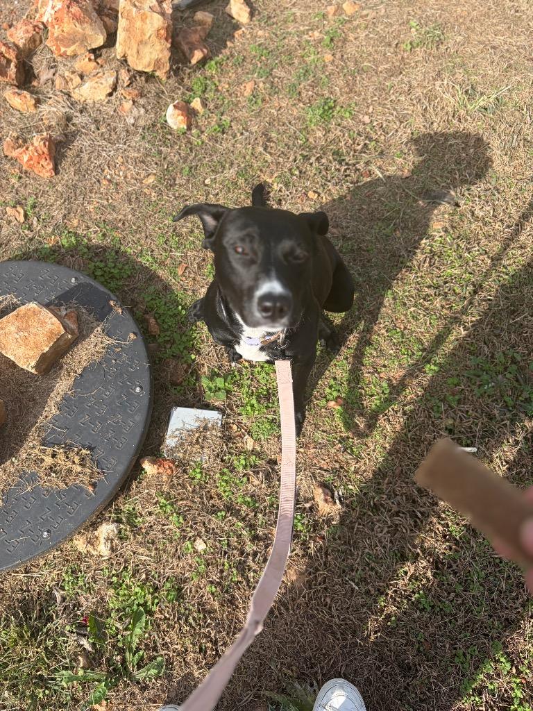 Enlarge Athena, a Adoptable mixed breed in Neosho, MO image 3/6