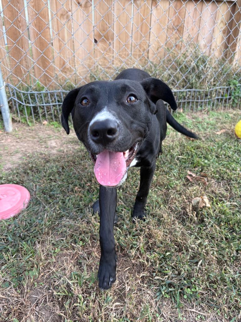 Enlarge Athena, a Adoptable mixed breed in Neosho, MO image 4/6