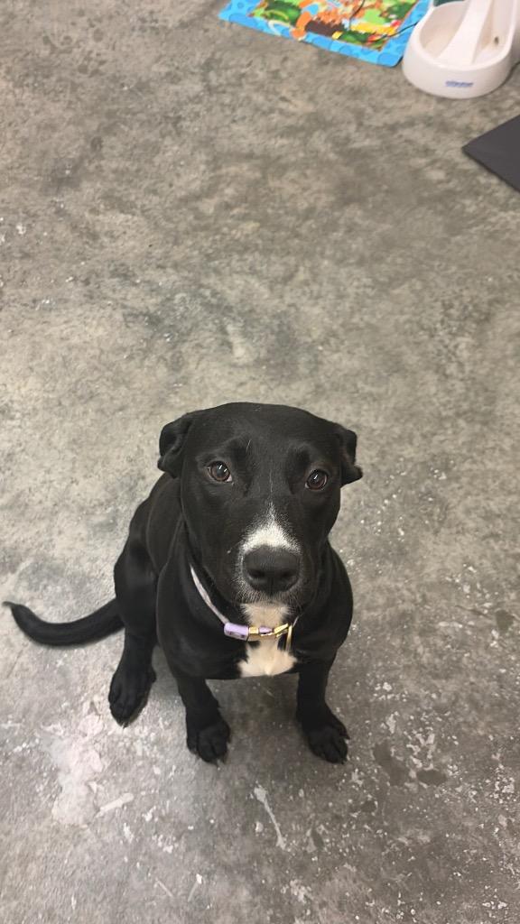Enlarge Athena, a Adoptable mixed breed in Neosho, MO image 5/6