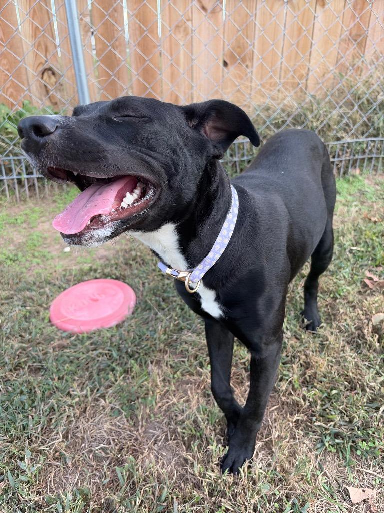 Enlarge Athena, a Adoptable mixed breed in Neosho, MO image 6/6