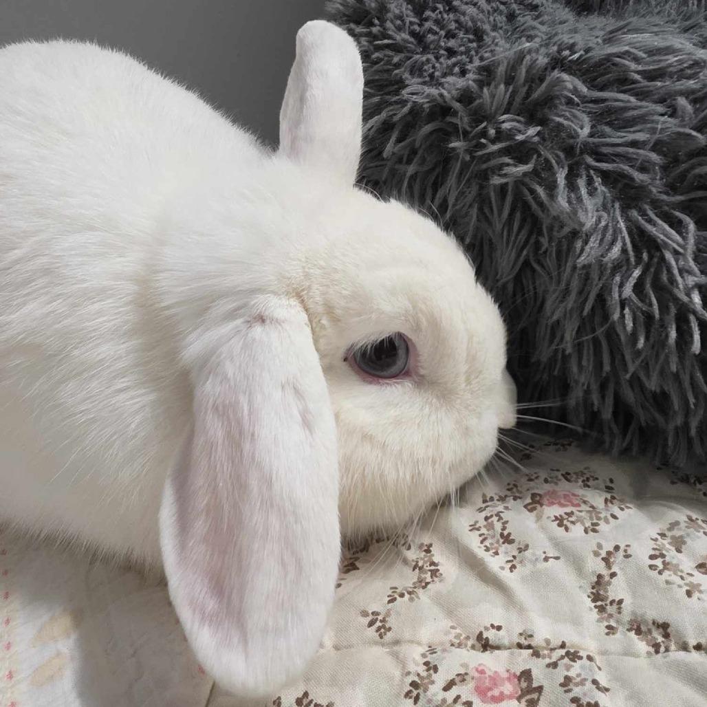 Enlarge Rory, a Adoptable Mini Lop in Hampton Bays, NY image 1/3