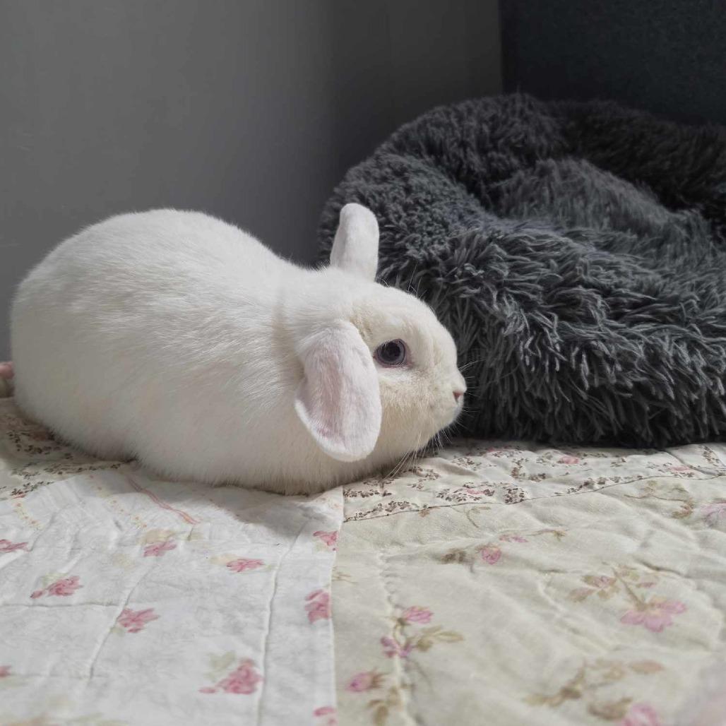 Enlarge Rory, a Adoptable Mini Lop in Hampton Bays, NY image 2/3