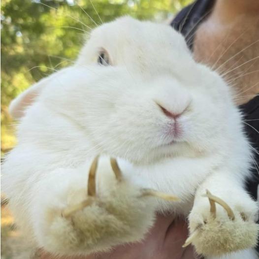 Enlarge Rory, a Adoptable Mini Lop in Hampton Bays, NY image 3/3