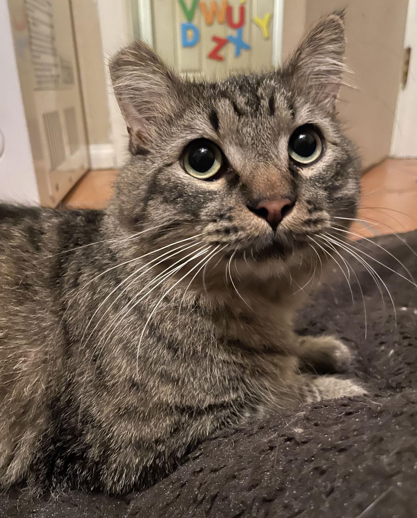 Morty (Mortimer), Adoptable, Adult Male Domestic Medium Hair & Tabby.