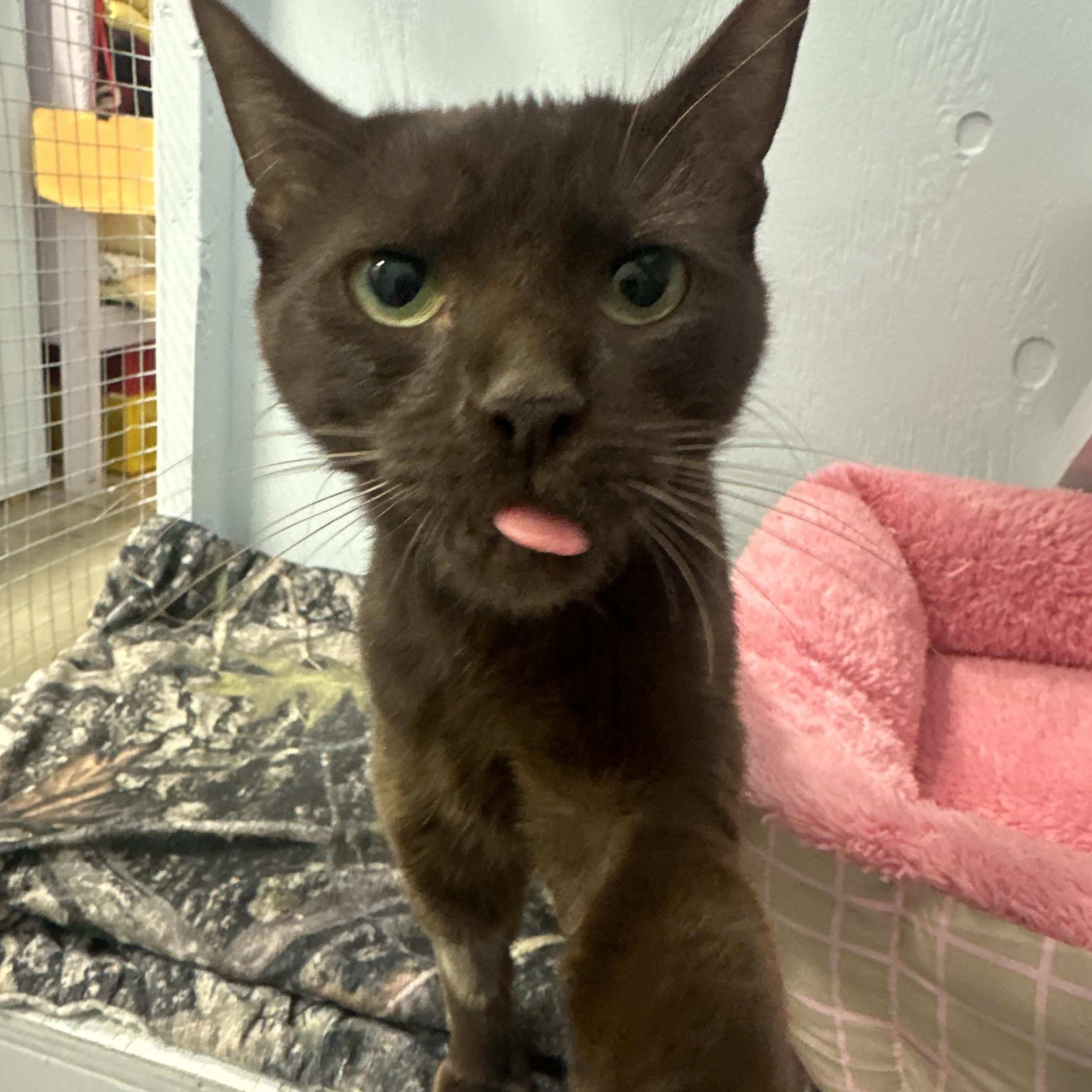 Enlarge Enrelle, a Adoptable Domestic Short Hair in Mission, BC image 3/4